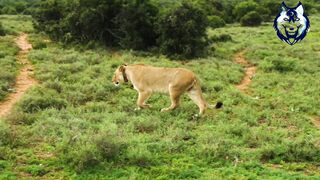 Wild tiger