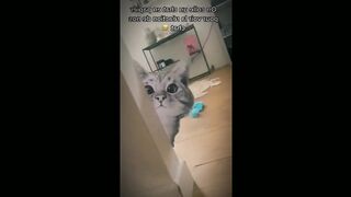 Funny Cat