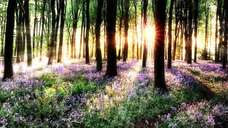 BeautifulNature
