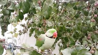 Pahadi-raw-talking-parrot-very beautiful