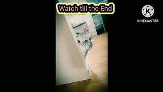 Funny Cat