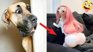 Laugh A Lot At These Funny Dogs Reactions| Pets Town