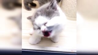 Baby cats _ cute and funny Cat video compilation