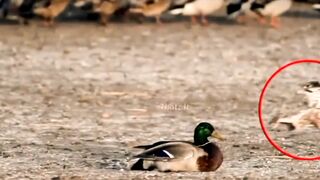 Shaheen birds attack status