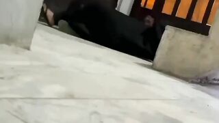 Funny clips