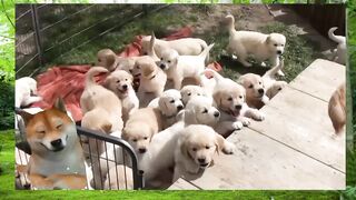 Dogs playing with children????????????????????