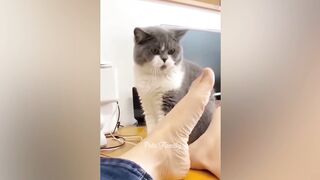 Funny cat videos