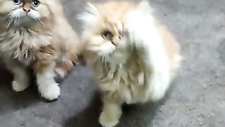 Cute baby cat is playing