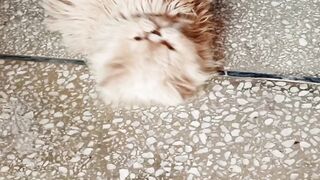 Kitten is. Playing