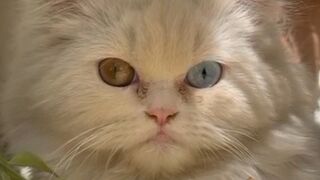 Odd-Eyed Cat Cotton Playing