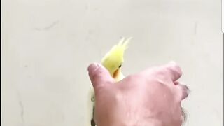 The right way picking up a parrot