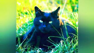 Bombay Cat ????