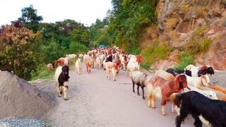 Horses and goats