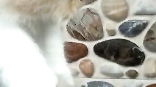 Cute baby kitten