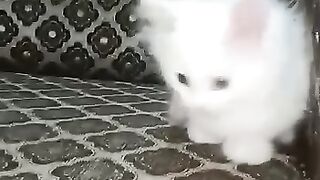 Cute persian kitten