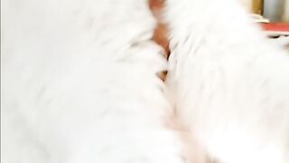 Persian male cat