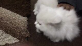 Baby kitten