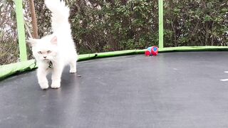 Cat walking Baby play Zone