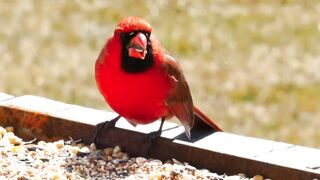 Amazing birds chirping : peacocks, magpies, parrots, crows, sparrows, seagulls, doves and others.