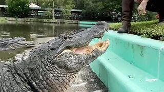 # alligator must watch this video it's a very interesting video