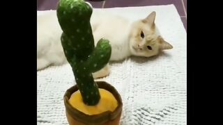 Funny cats video