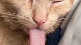 Funny videos Animals