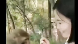 Clever monkey