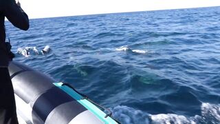 Heart-breaking moment a mother dolphin was seen carrying her