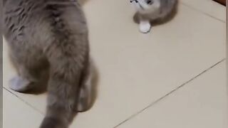 Cat funny video