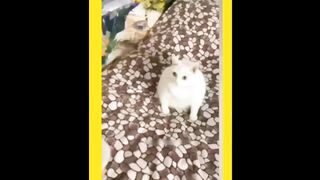 Wonderful funny cats and dogs funny moments