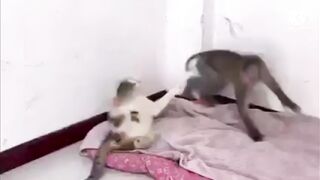 Monkey vs cat