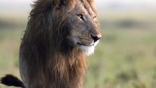 The Most Dangerous Animals in The World