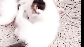 Funny_cat_fight_-_cute_animals