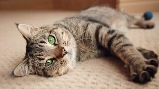 Cat Funny Video