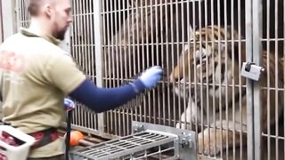 Tiger Training