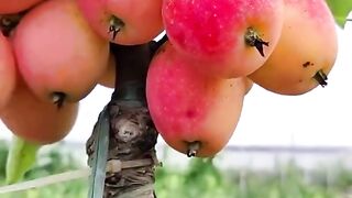 Apples on Trees