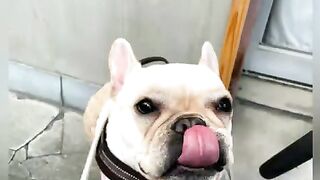 Bulldog