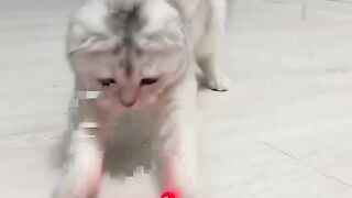 Cute Cat