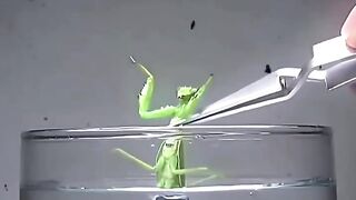Discovery Video