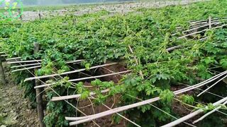 সুন্দর করলার চাষ হয়েছে সুন্দর মাচায়!