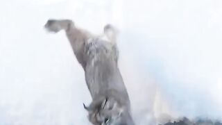 Frozen cat