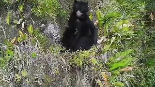 Bear n