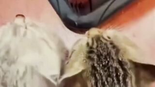 TOO CUTE! These Cats Have ZERO Braincells! ???????? #AdorableChaosCAT videos