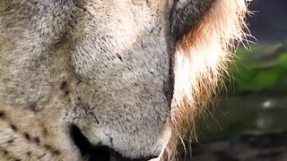 lion and Woner