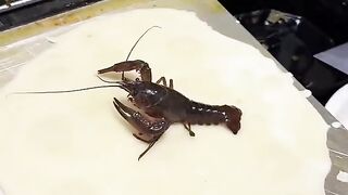 Fun Video