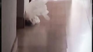 Fun Video
