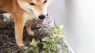 Fun Video