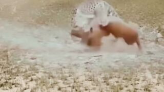 fight between tiger and dog