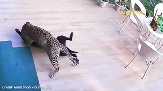 Brave Dog Fights Off Hungry Jaguar ????????