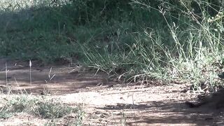 Slender mongoose kills black mamba.